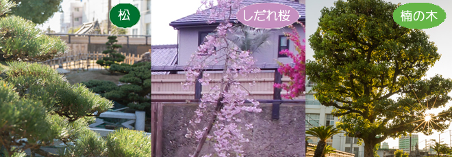 個別墓　３つのシンボルツリー（松・しだれ桜・楠の木）