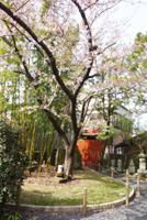 桜雲合祀 桜の木